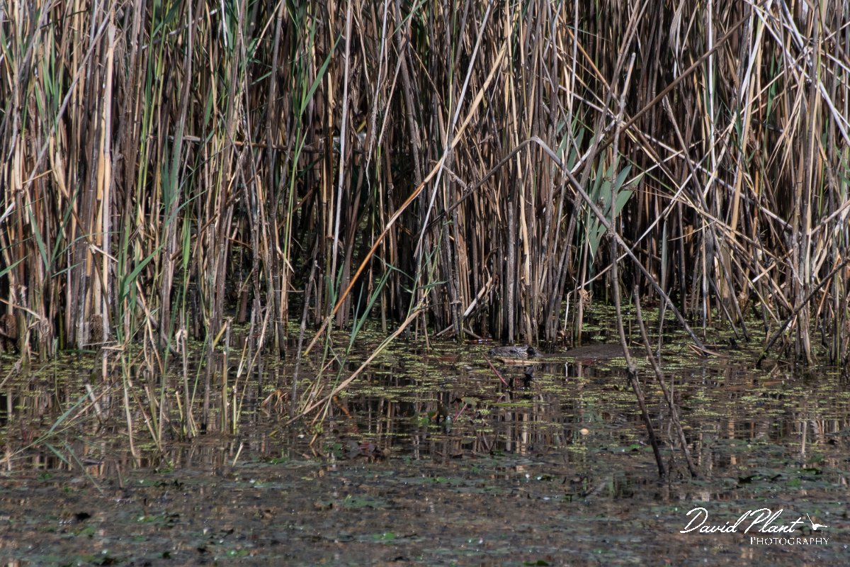 DPPhotography - Northern Greece - Coypu - A.jpg - Coypu - Lake Kerkini, Greece