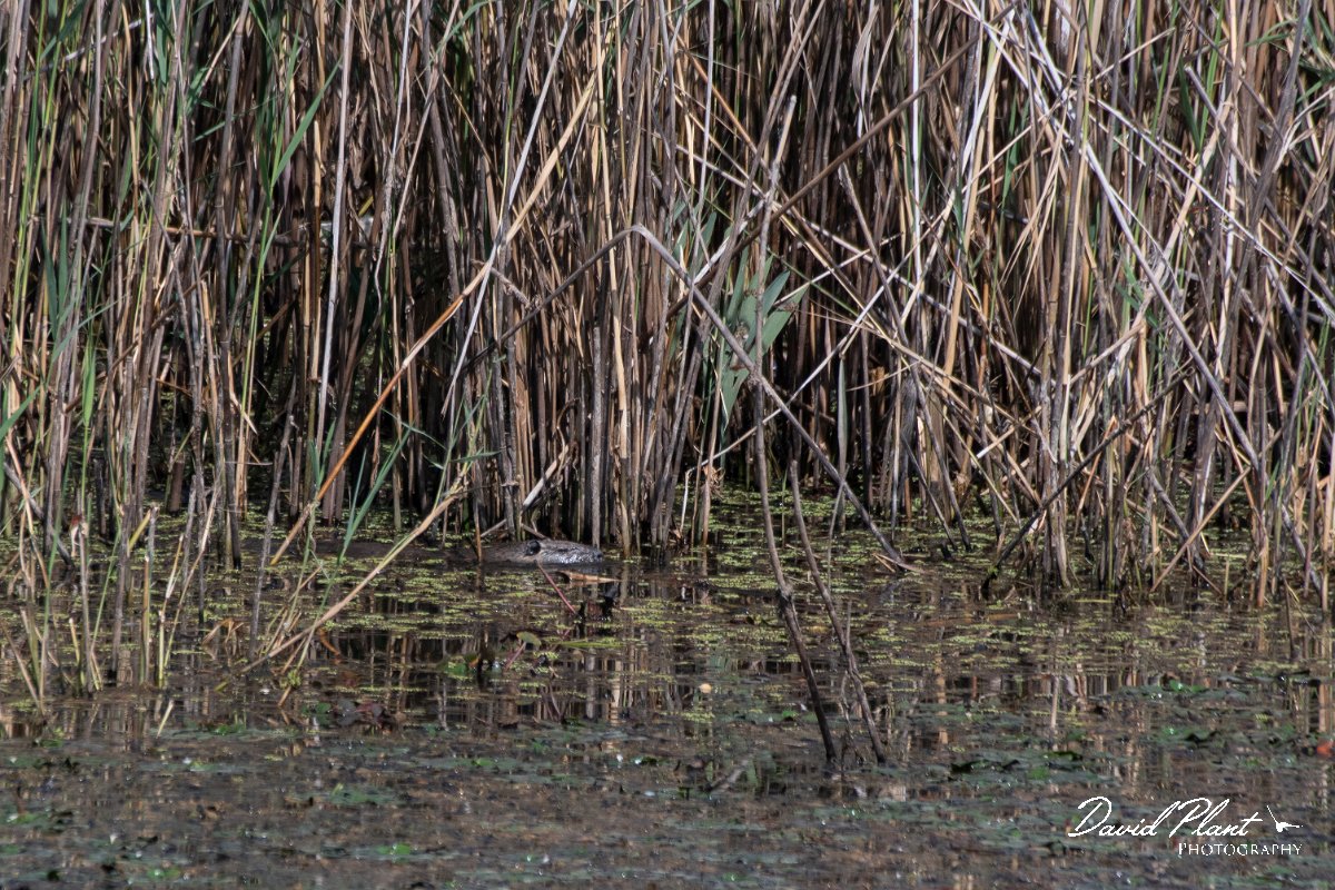 DPPhotography - Northern Greece - Coypu - B.jpg - Coypu - Lake Kerkini, Greece