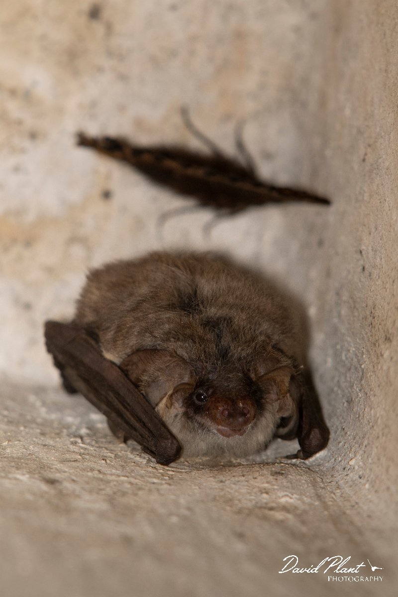 DPPhotography - Northern Greece - Grey long-eared bat - C.jpg - Grey long-eared bat and large tortoiseshell - Mount Belles, Greece