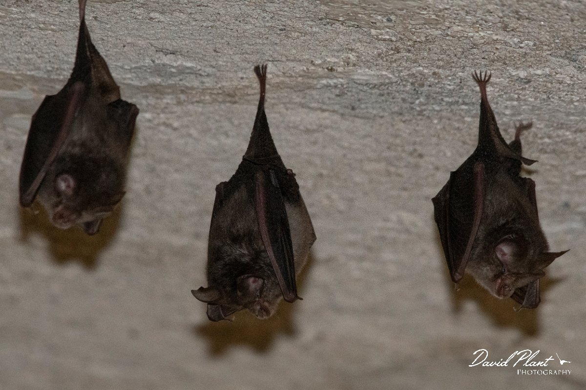 DPPhotography - Northern Greece - Lesser horseshoe bat - A.jpg - Lesser horseshoe bats - Mount Belles, Greece