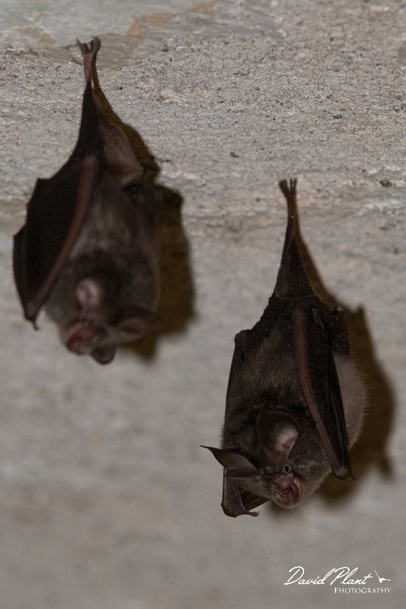 DPPhotography - Northern Greece - Lesser horseshoe bat - B.jpg - Lesser horseshoe bats - Mount Belles, Greece