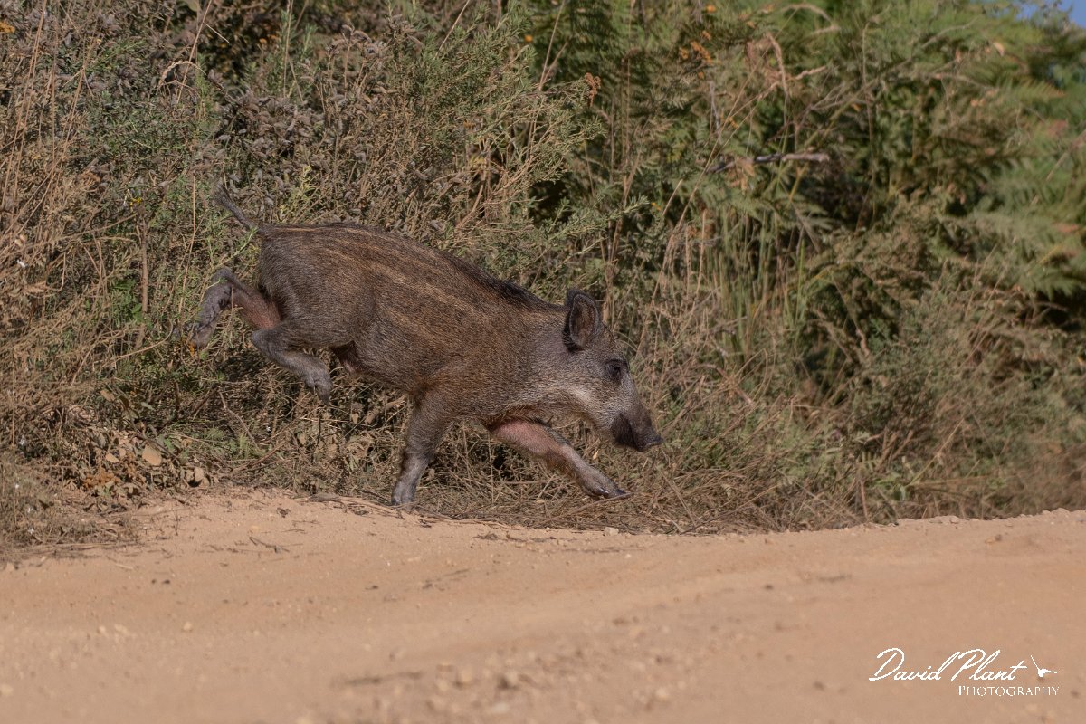 DPPhotography - Northern Greece - Wild boar - B.jpg - Wild boar piglet - Mount Belles, Greece