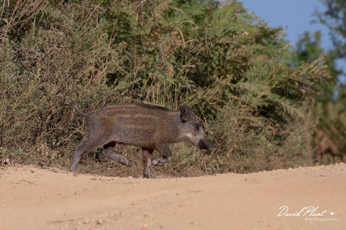 DPPhotography - Northern Greece - Wild boar - C.jpg - Wild boar piglet - Mount Belles, Greece
