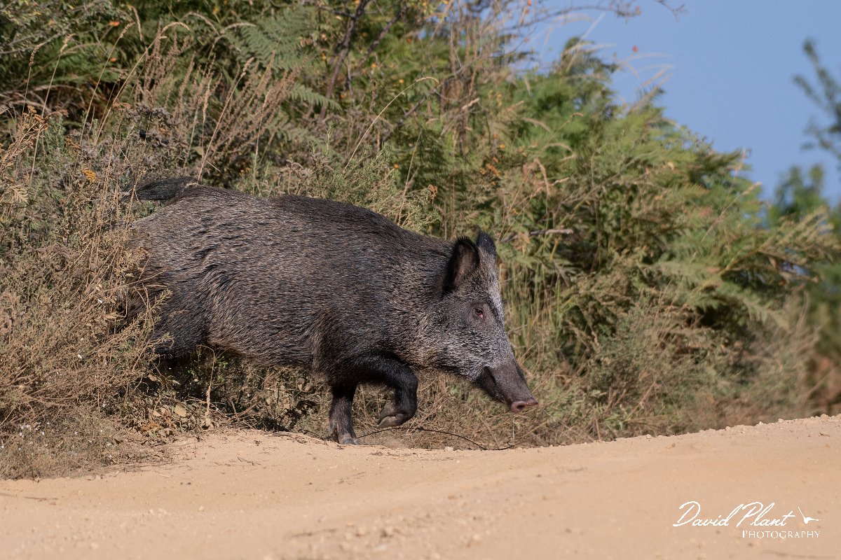 DPPhotography - Northern Greece - Wild boar - D.jpg - Wild boar - Mount Belles, Greece