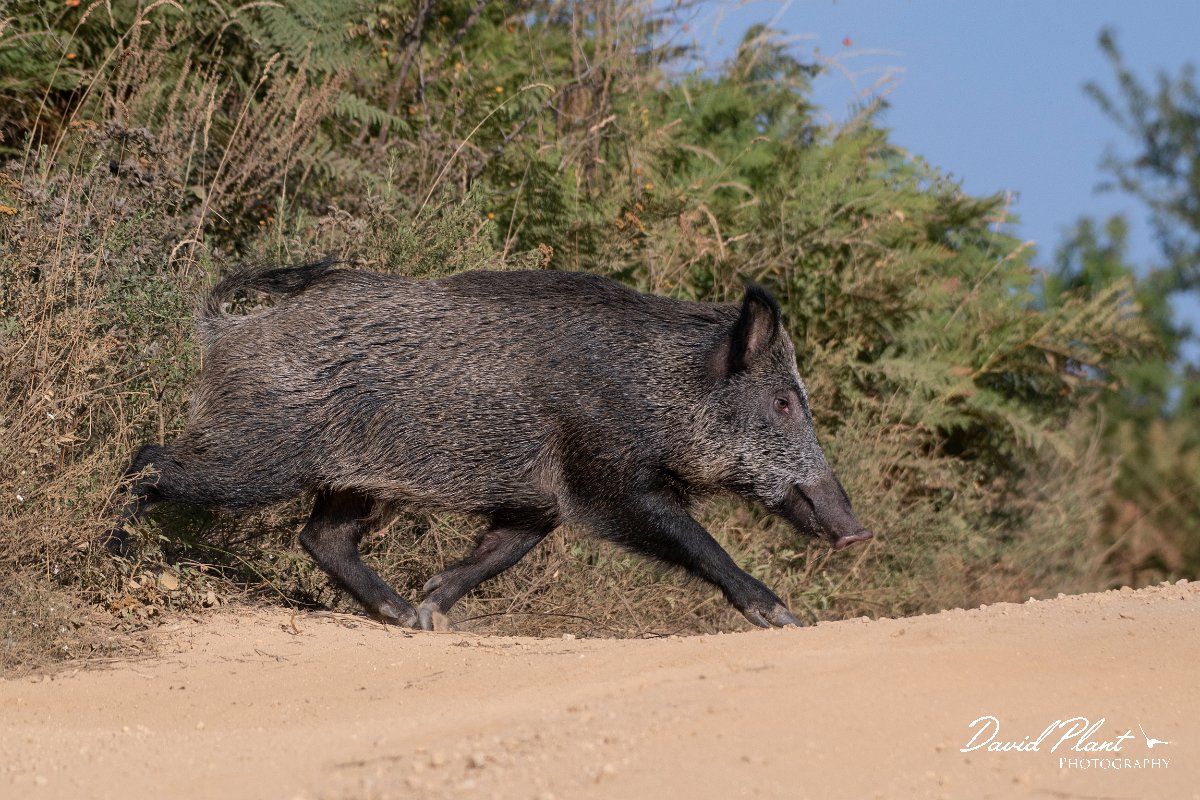 DPPhotography - Northern Greece - Wild boar - E.jpg - Wild boar - Mount Belles, Greece