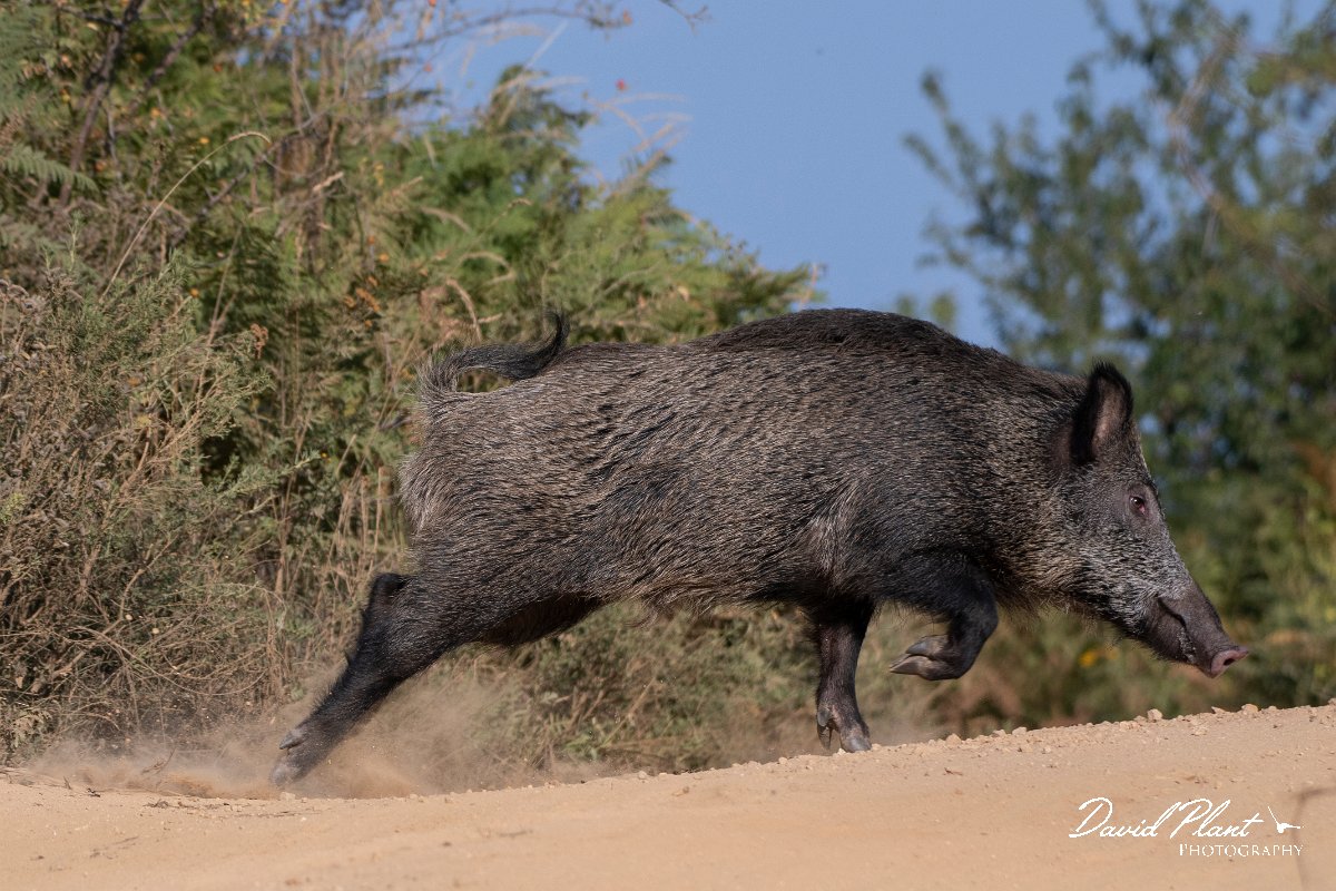 DPPhotography - Northern Greece - Wild boar - G.jpg - Wild boar - Mount Belles, Greece