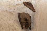 DPPhotography - Northern Greece - Grey long-eared bat - B