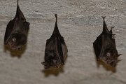 DPPhotography - Northern Greece - Lesser horseshoe bat - A