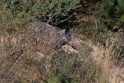 DPPhotography - Northern Greece - Wild boar - A
