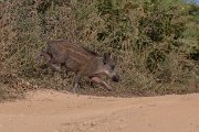 DPPhotography - Northern Greece - Wild boar - B