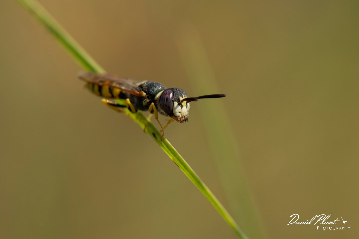 DPPhotography - Northern Greece - Beewolf - A.jpg - European beewolf, Philanthus triangulum - Lake Kerkini, Greece