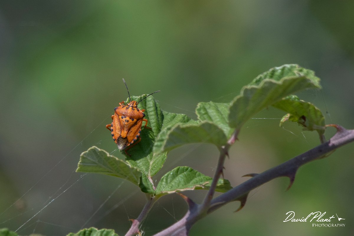 DPPhotography - Northern Greece - Carpocoris mediterraneus - A.jpg - Carpocoris mediterraneus - Lake Kerkini, Greece