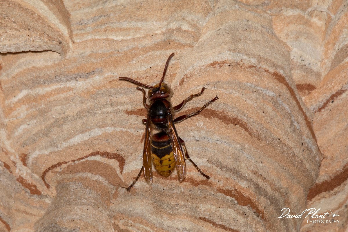 DPPhotography - Northern Greece - European hornet - B.jpg - European hornet, Vespa crabro - Mount Belles, Greece