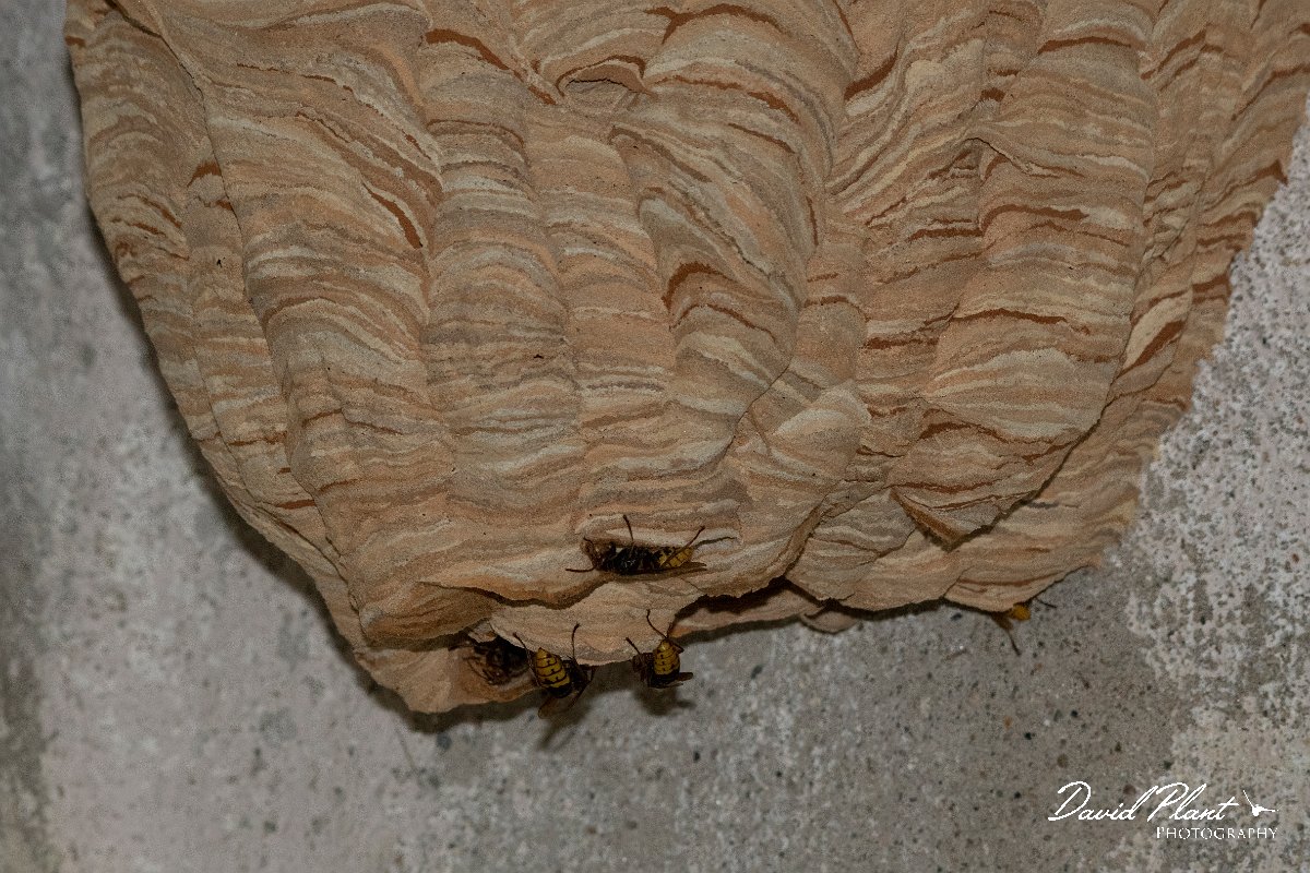 DPPhotography - Northern Greece - European hornet - C.jpg - European hornet, Vespa crabro - Mount Belles, Greece