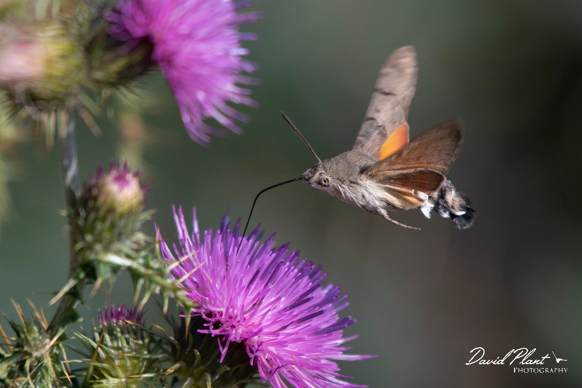DPPhotography - Northern Greece - Hummingbird hawkmoth - B.jpg - Hummingbird hawkmoth - Mount Pangeo, Greece