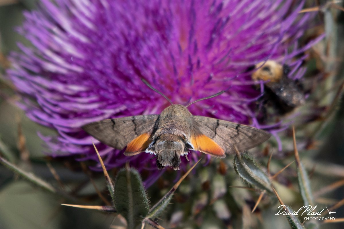 DPPhotography - Northern Greece - Hummingbird hawkmoth - C.jpg - Hummingbird hawkmoth - Mount Pangeo, Greece