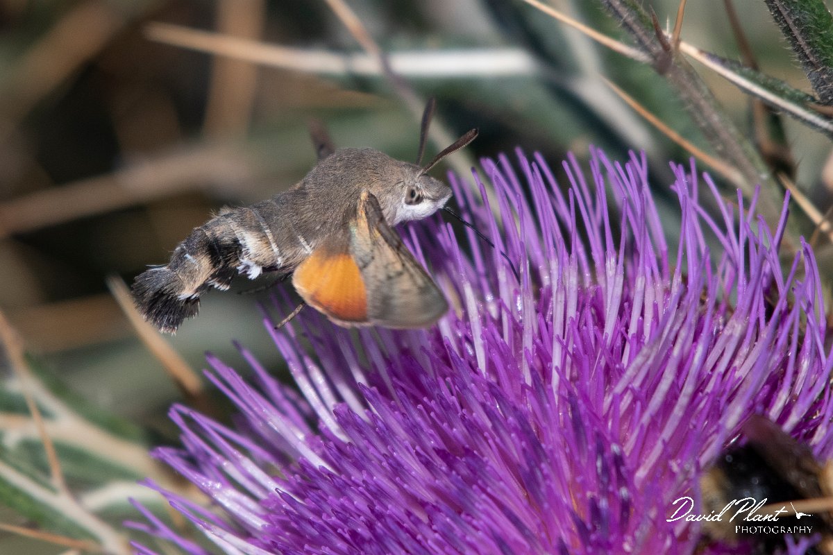 DPPhotography - Northern Greece - Hummingbird hawkmoth - F.jpg - Hummingbird hawkmoth - Mount Pangeo, Greece