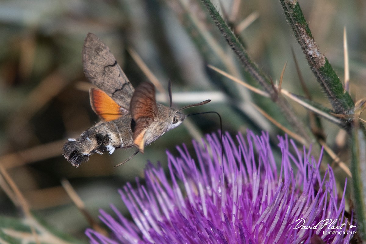 DPPhotography - Northern Greece - Hummingbird hawkmoth - G.jpg - Hummingbird hawkmoth - Mount Pangeo, Greece