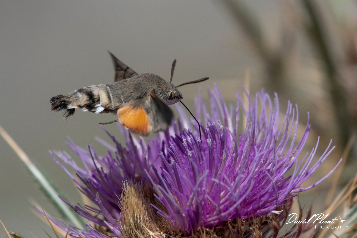 DPPhotography - Northern Greece - Hummingbird hawkmoth - K.jpg - Hummingbird hawkmoth - Mount Pangeo, Greece