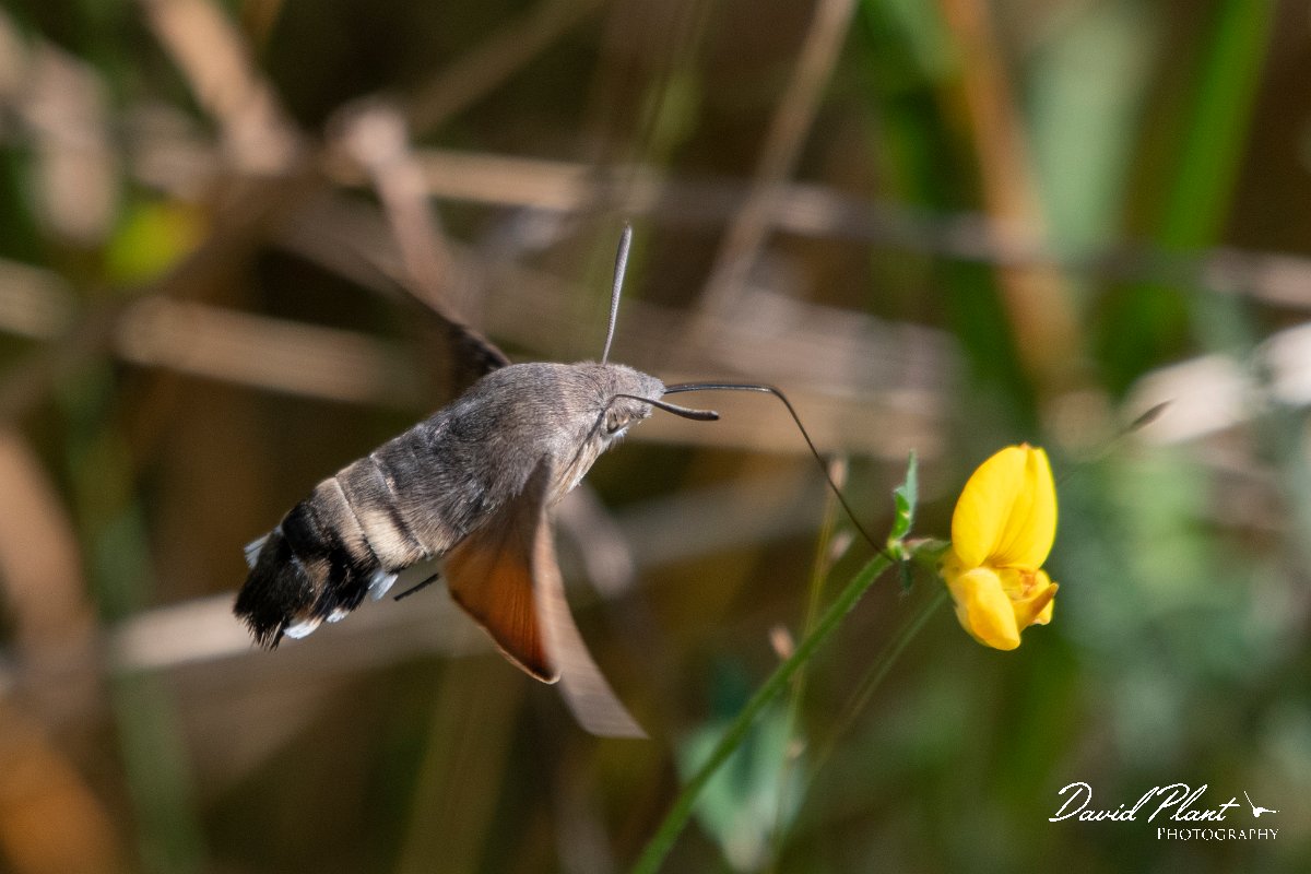 DPPhotography - Northern Greece - Hummingbird hawkmoth - L.jpg - Hummingbird hawkmoth - Mount Vrontou, Greece