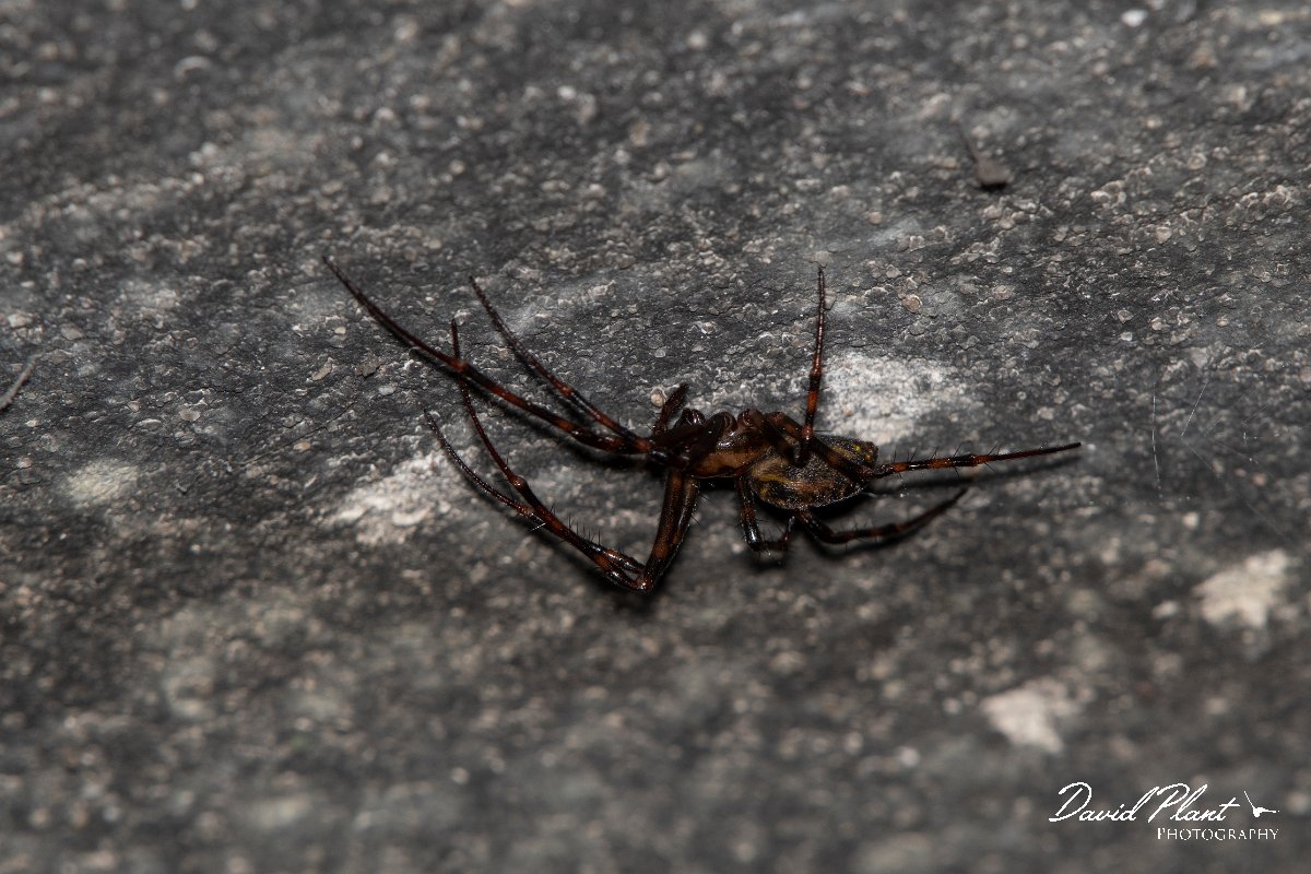 DPPhotography - Northern Greece - Meta bourneti - A.jpg - Meta bourneti - Mount Belles, Greece