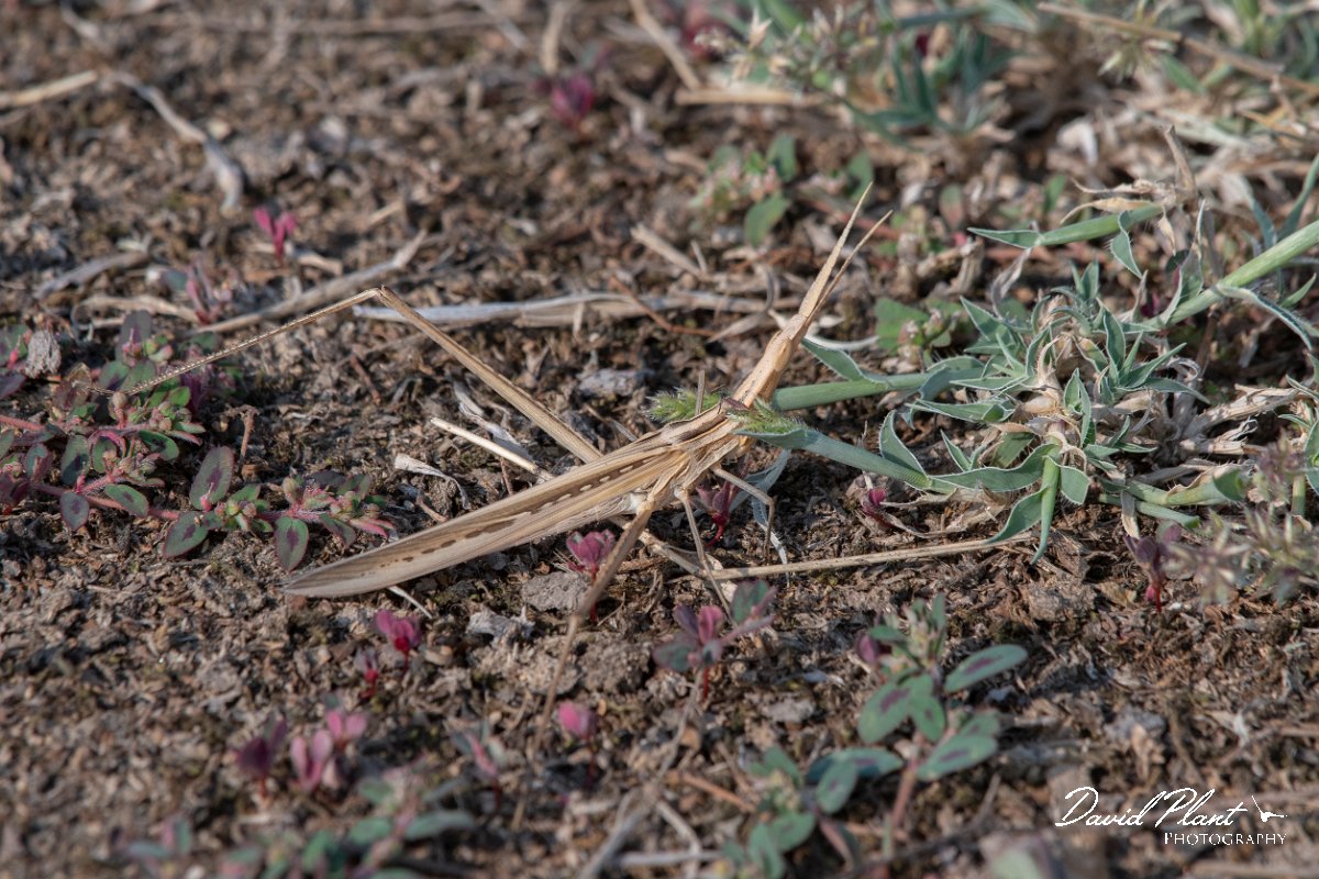DPPhotography - Northern Greece - Nosey cone-headed grasshopper, Truxalis nasuta - A.jpg - Nosey cone-headed grasshopper, Truxalis nasuta - Lake Kerkini, Greece