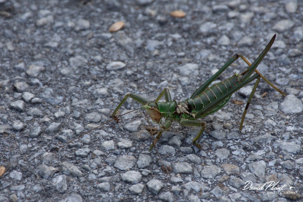 DPPhotography - Northern Greece - Predatory bush cricket, Saga pedo - A.jpg - Predatory bush cricket, Saga pedo - Mount Belles, Greece