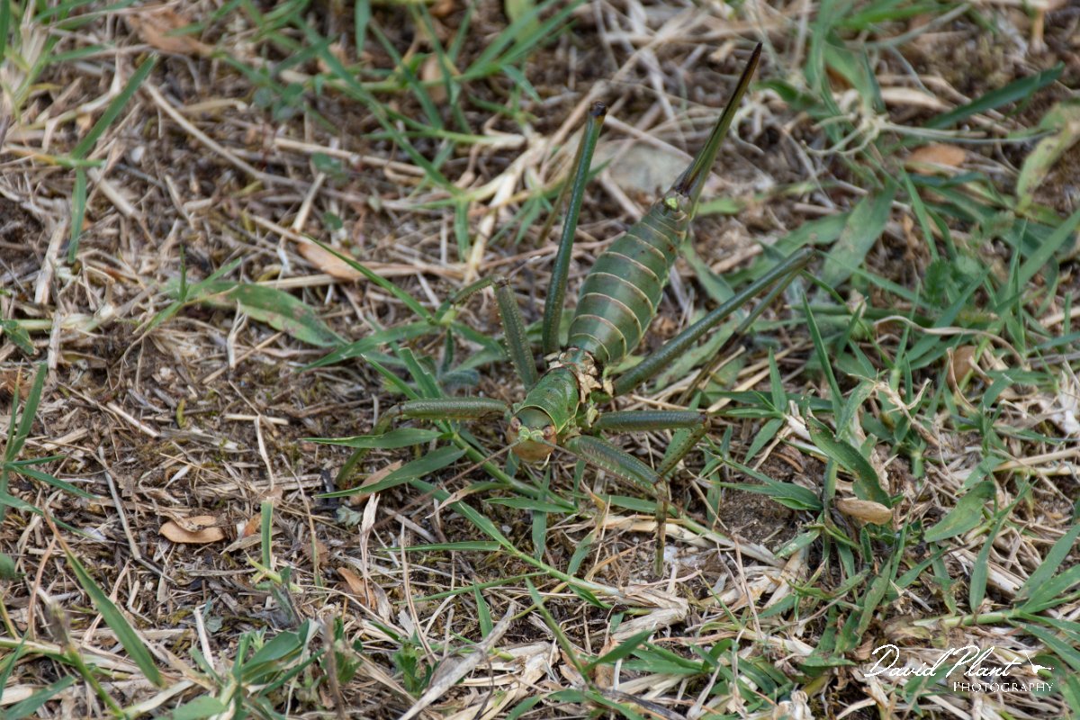 DPPhotography - Northern Greece - Predatory bush cricket, Saga pedo - B.jpg - Predatory bush cricket, Saga pedo - Mount Belles, Greece