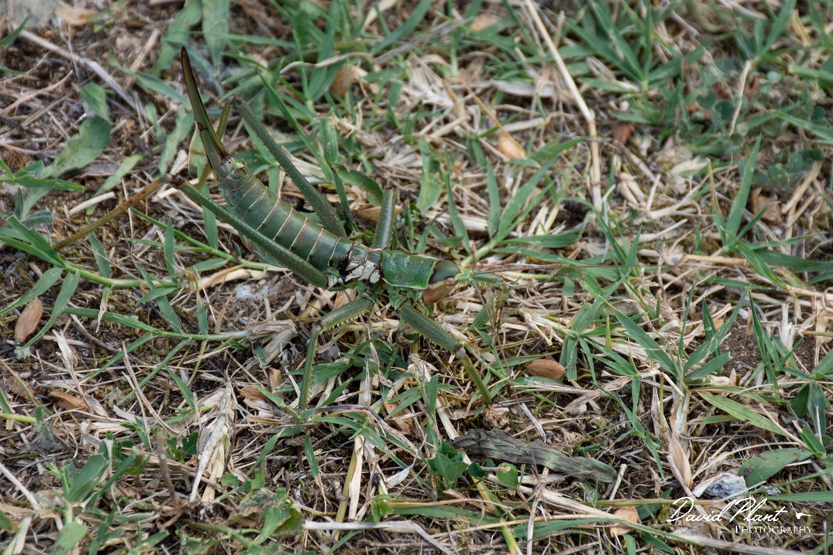 DPPhotography - Northern Greece - Predatory bush cricket, Saga pedo - C.jpg - Predatory bush cricket, Saga pedo - Mount Belles, Greece