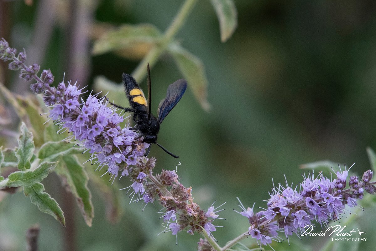 DPPhotography - Northern Greece - Scolia hirta - A.jpg - Scolia hirta - Mount Belles, Greece