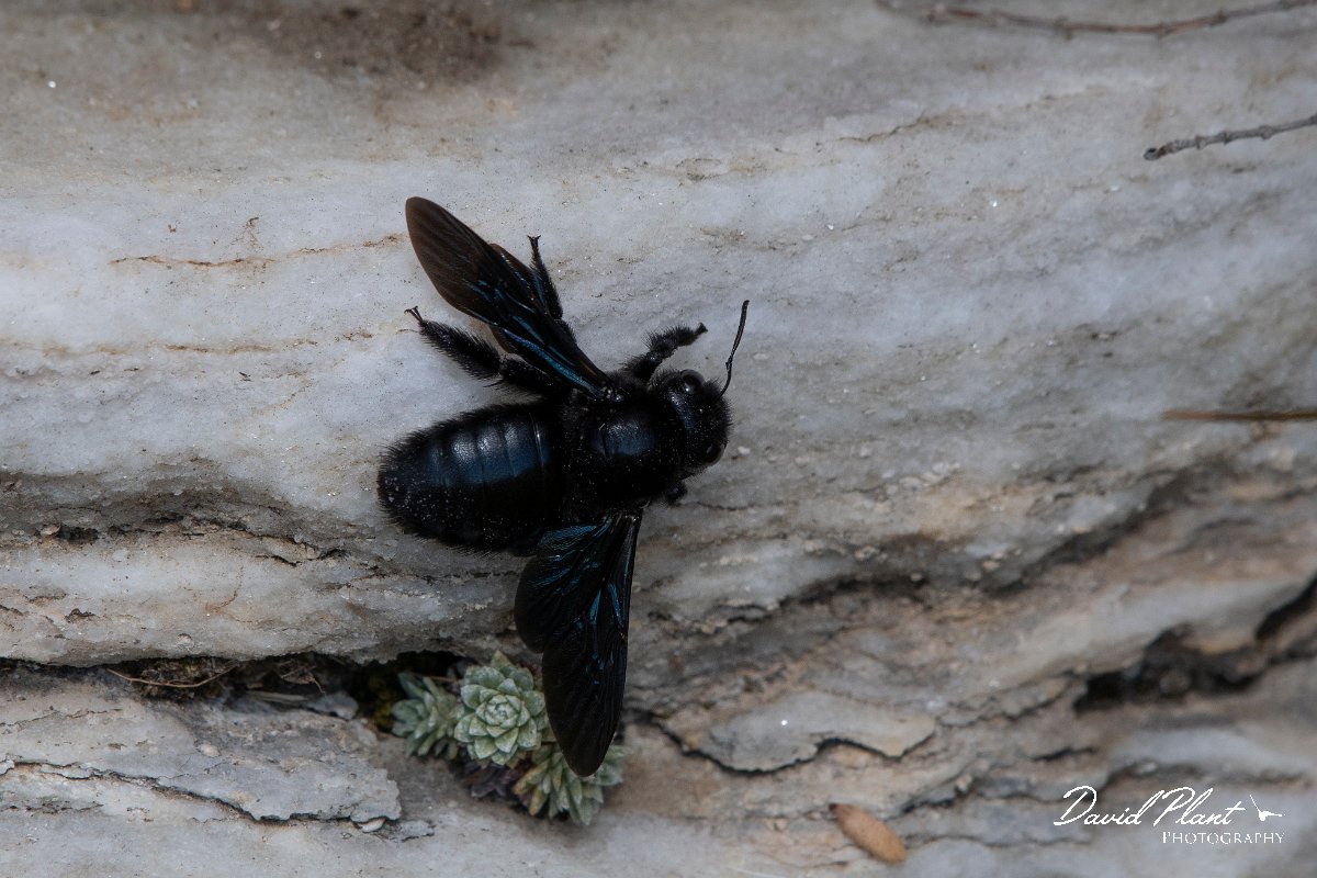 DPPhotography - Northern Greece - Violet carpenter bee, Xylocopa violacea - B.jpg - Violet carpenter bee, Xylocopa violacea - Mount Pangeo, Greece