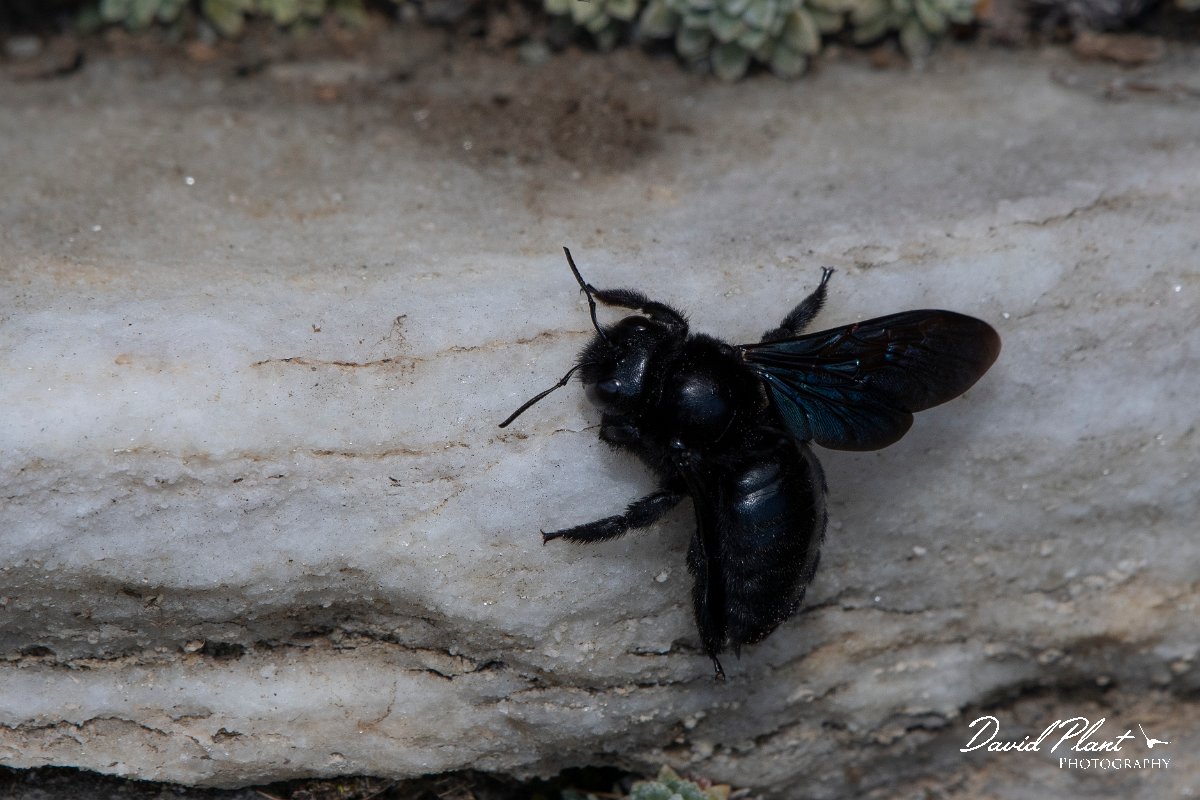 DPPhotography - Northern Greece - Violet carpenter bee, Xylocopa violacea - C.jpg - Violet carpenter bee, Xylocopa violacea - Mount Pangeo, Greece