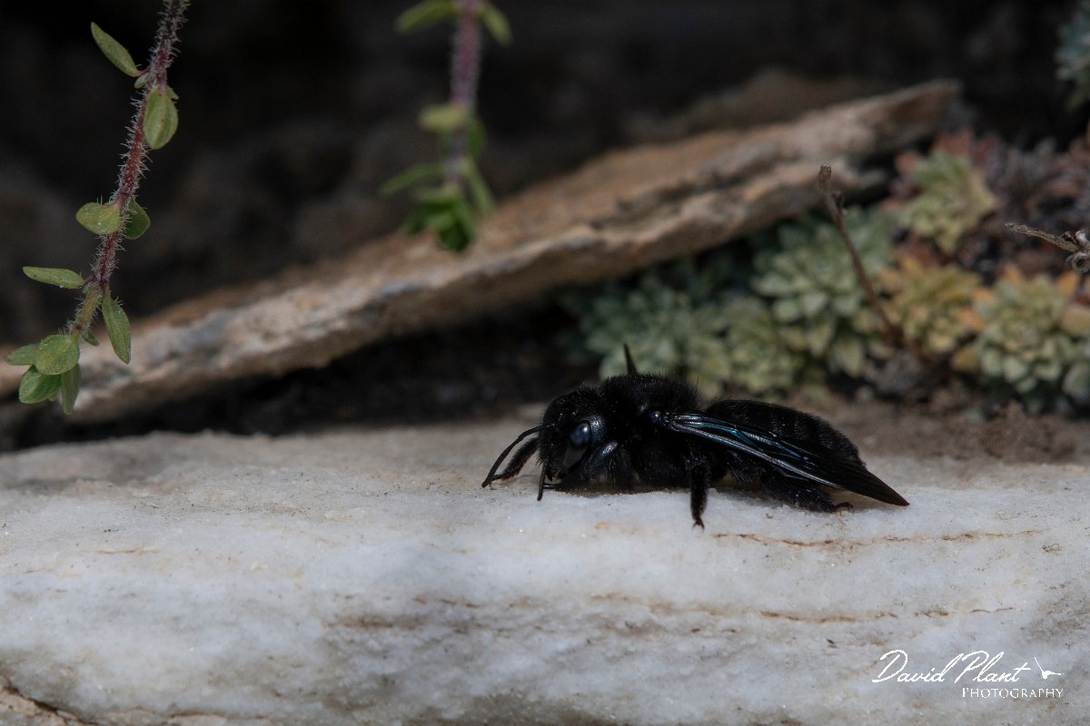 DPPhotography - Northern Greece - Violet carpenter bee, Xylocopa violacea - D.jpg - Violet carpenter bee, Xylocopa violacea - Mount Pangeo, Greece