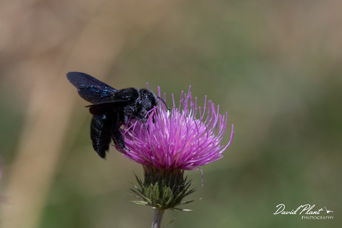 DPPhotography - Northern Greece - Violet carpenter bee, Xylocopa violacea - E.jpg - Violet carpenter bee, Xylocopa violacea - Mount Pangeo, Greece