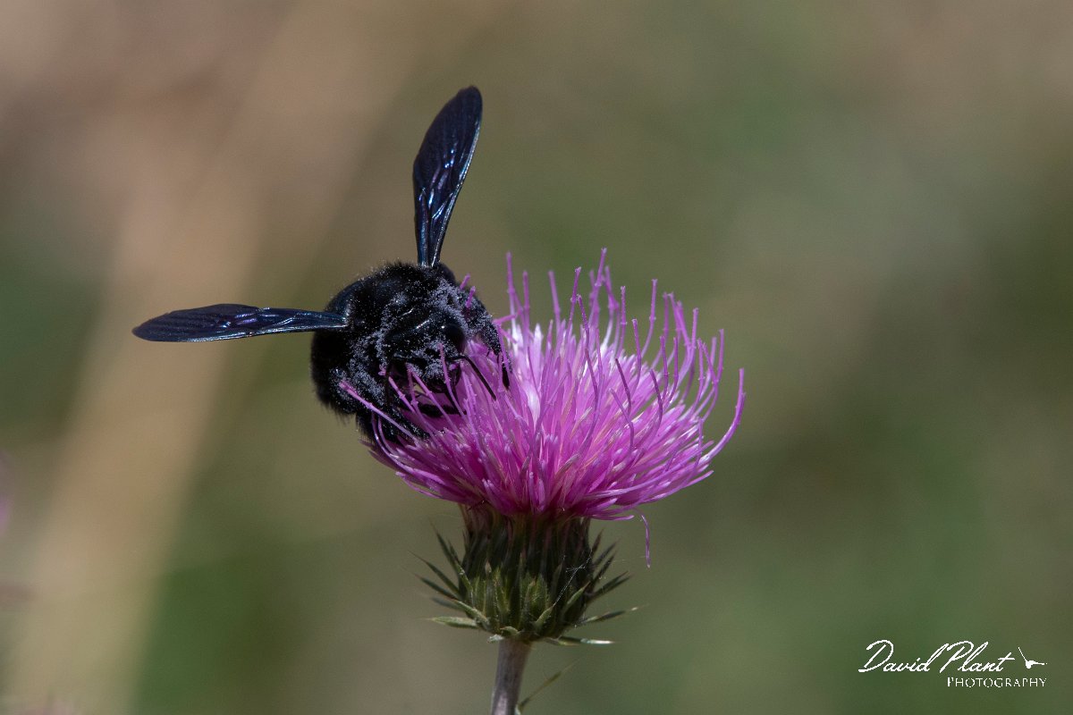 DPPhotography - Northern Greece - Violet carpenter bee, Xylocopa violacea - F.jpg - Violet carpenter bee, Xylocopa violacea - Mount Pangeo, Greece