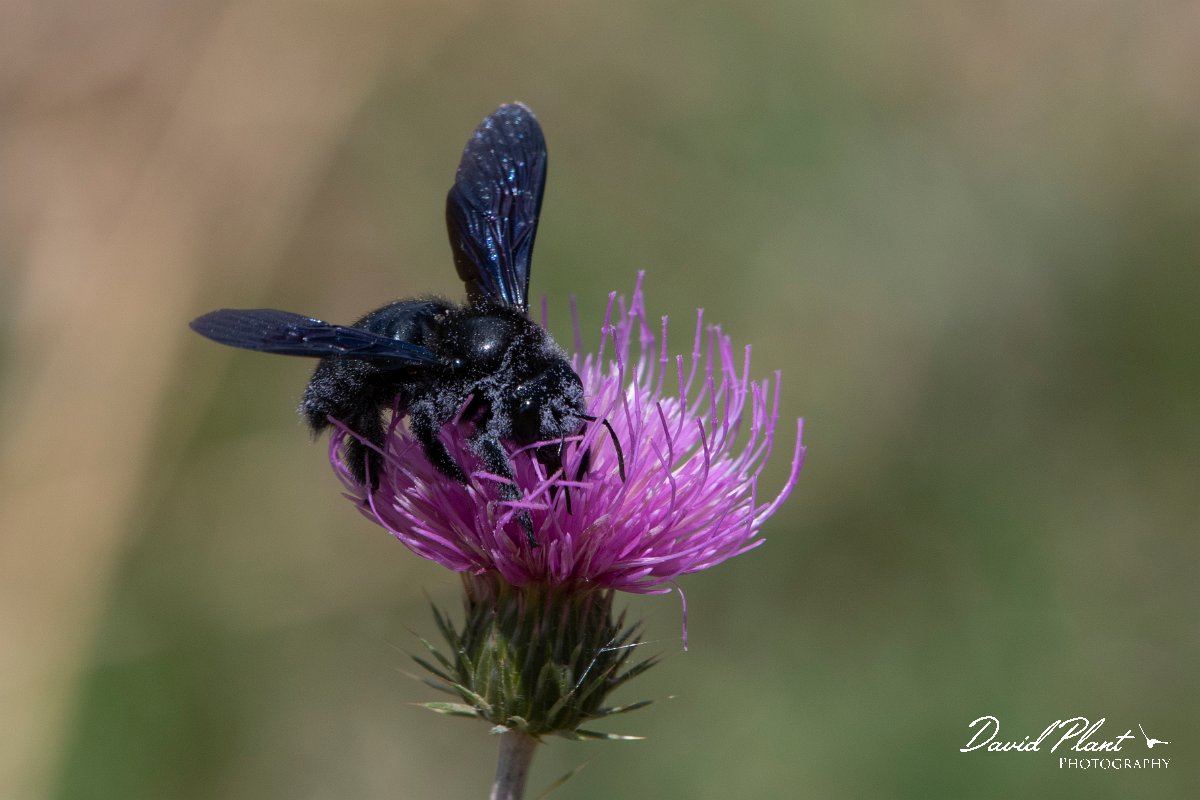 DPPhotography - Northern Greece - Violet carpenter bee, Xylocopa violacea - G.jpg - Violet carpenter bee, Xylocopa violacea - Mount Pangeo, Greece