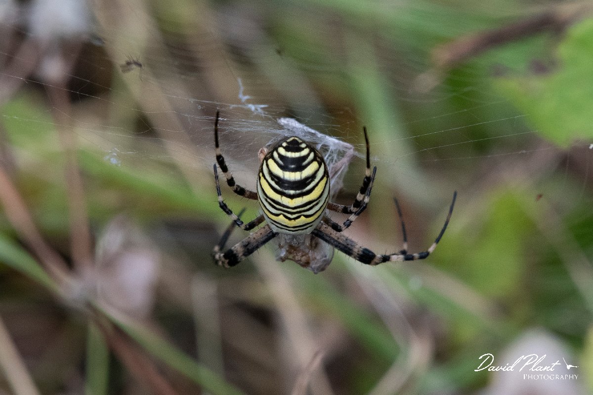 DPPhotography - Northern Greece - Wasp spider - A.jpg - Wasp spider, Argiope bruennichi - Mount Belles, Greece