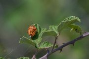 DPPhotography - Northern Greece - Carpocoris mediterraneus - A