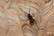 DPPhotography - Northern Greece - European hornet - A