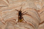 DPPhotography - Northern Greece - European hornet - B