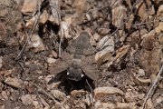 DPPhotography - Northern Greece - Hummingbird hawkmoth - A