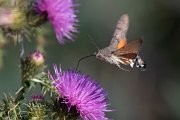 DPPhotography - Northern Greece - Hummingbird hawkmoth - B