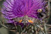 DPPhotography - Northern Greece - Hummingbird hawkmoth - C
