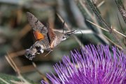 DPPhotography - Northern Greece - Hummingbird hawkmoth - E