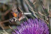 DPPhotography - Northern Greece - Hummingbird hawkmoth - G