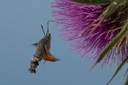 DPPhotography - Northern Greece - Hummingbird hawkmoth - H