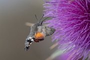 DPPhotography - Northern Greece - Hummingbird hawkmoth - J