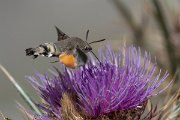 DPPhotography - Northern Greece - Hummingbird hawkmoth - K