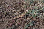 DPPhotography - Northern Greece - Nosey cone-headed grasshopper, Truxalis nasuta - A