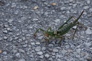 DPPhotography - Northern Greece - Predatory bush cricket, Saga pedo - A